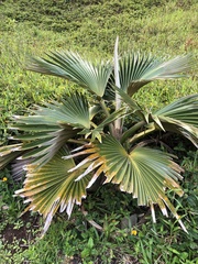 Pritchardia