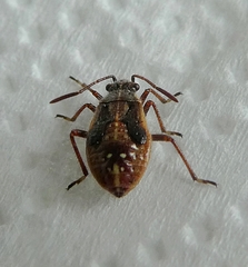 Pterygota