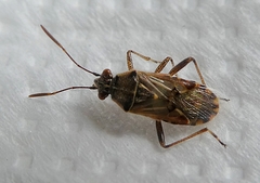 Pterygota