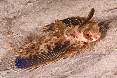 Dactyloptena orientalis
