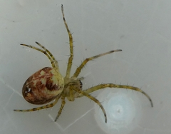 Metellina