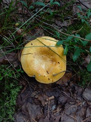 Russula risigallina