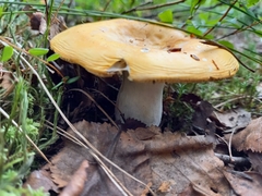 Russula risigallina