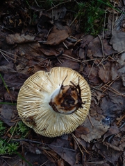 Russula risigallina