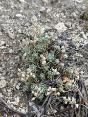 Draba oligosperma