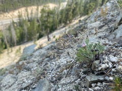 Chaenactis evermannii