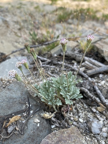 Evermann's pincushion (Chaenactis evermannii)