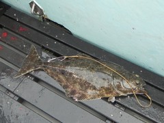 Hippoglossus stenolepis