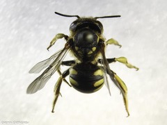 Anthidium florentinum