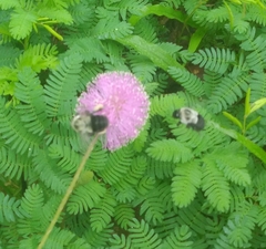 Bombus impatiens image