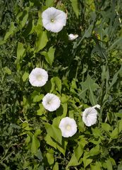 Calystegia sepium sepium
