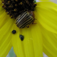 Zygogramma exclamationis