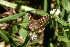 Aricoris hubrichi