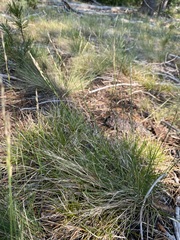 Piptatheropsis exigua