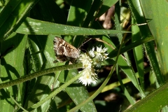 Aricoris hubrichi