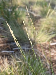 Piptatheropsis exigua