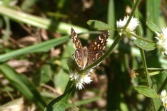 Aricoris hubrichi