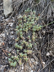 Draba oligosperma