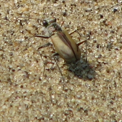 Cicindela limbata nympha