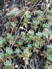Draba oligosperma