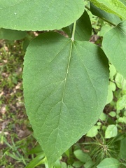 Clerodendrum trichotomum