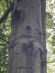 Dryocopus