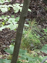 Clerodendrum trichotomum
