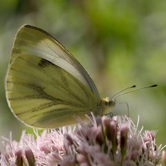 Pieris napi