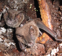 Artibeus obscurus