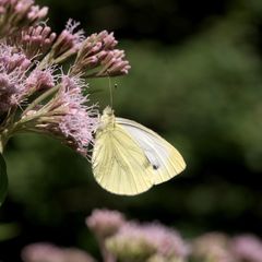 Pieris napi