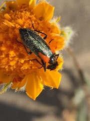Eupompha elegans