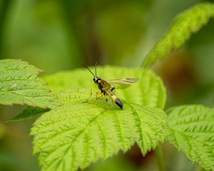 Tenthredo verticalis