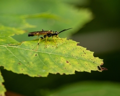 Tenthredo verticalis