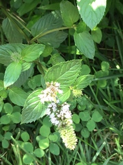 Agapostemon
