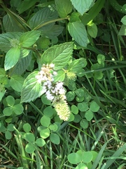 Agapostemon