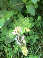 Agapostemon