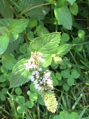 Agapostemon