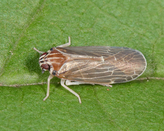 Synecdoche impunctata