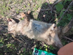 Didelphis virginiana