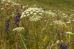 Peucedanum oreoselinum