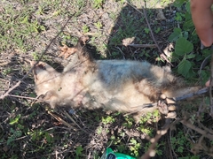 Didelphis virginiana