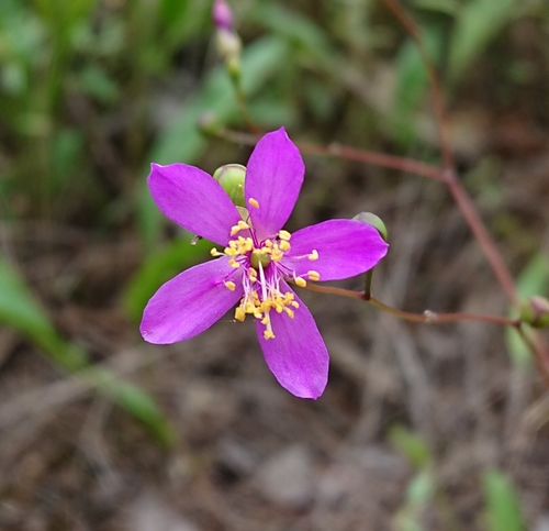 Menges' fameflower (Phemeranthus mengesii)