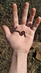 Scelotes mossambicus