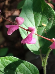 Antigonon leptopus