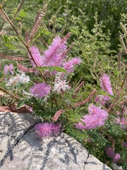 Mimosa dysocarpa
