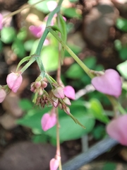Antigonon leptopus