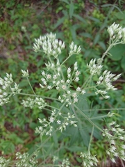 Eupatorium petaloideum