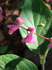 Antigonon leptopus