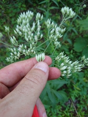 Eupatorium petaloideum