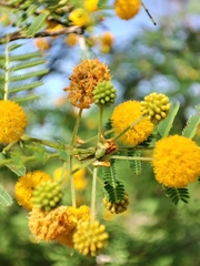 Vachellia campechiana